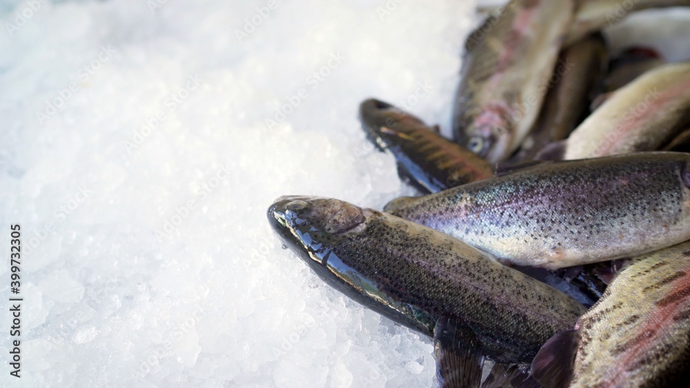 Freshly frozen fish on store shelves. Frozen fish on the shelves in the store. Freshly frozen fish on store shelves. Frozen fish on the shelves in the store.