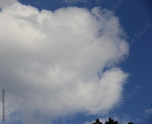 木々の上に、右向きの人の横顔のような大きな雲がある青空