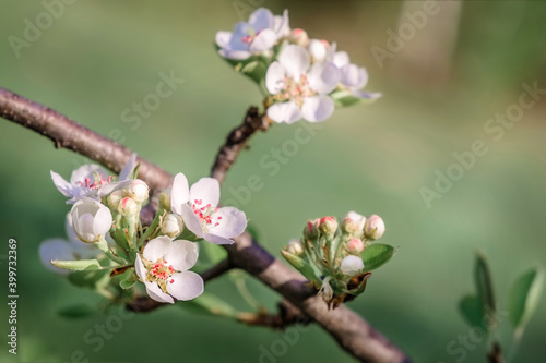 Blooming apple-tree buds. Apple tree flowers in spring garden