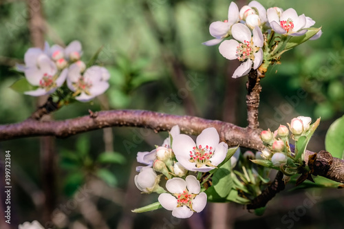 Blooming apple-tree buds. Apple tree flowers in spring garden