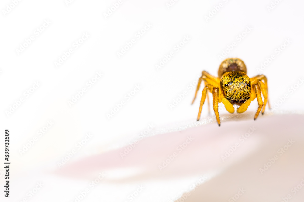 Araña saltarina sobre pétalo de rosa Araña saltarina sobre pétalo de rosa
