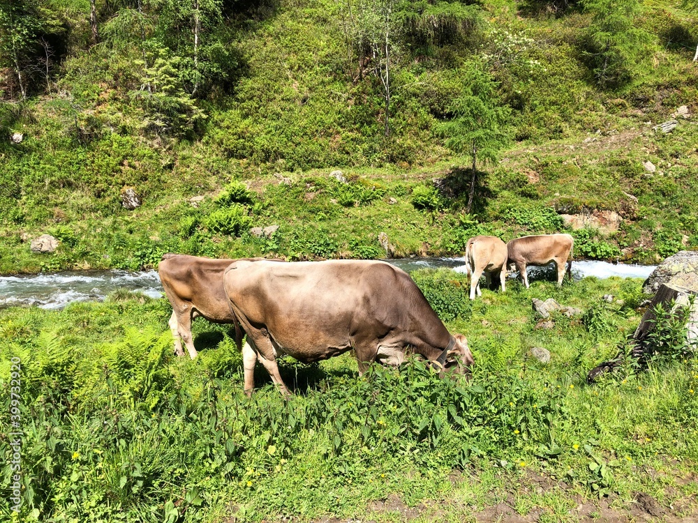 cows in the field Austria cows in the field Austria