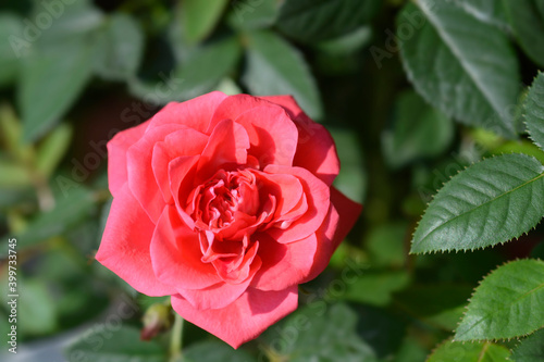 Pink rose Kordana Series