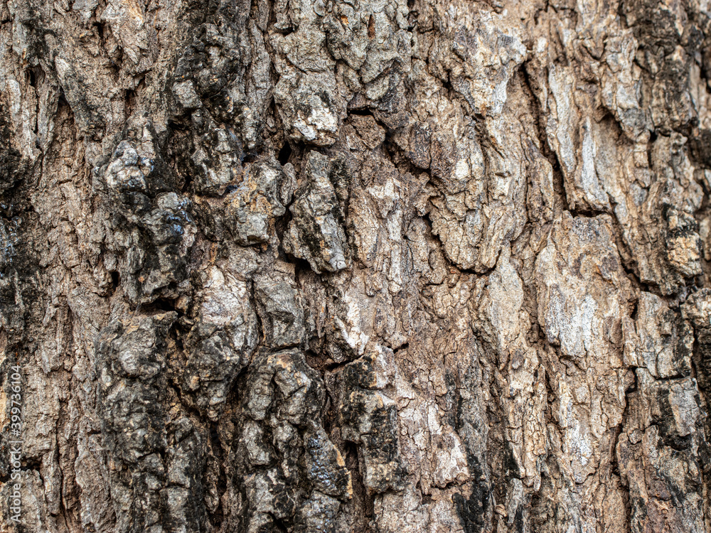 Bark Tree Texture , Background texture of tree bark , Natural wooden texture background Bark Tree Texture , Background texture of tree bark , Natural wooden texture background