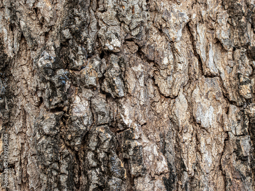 Bark Tree Texture , Background texture of tree bark , Natural wooden texture background