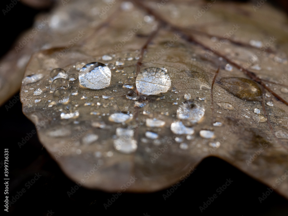 Water drops on a dry leaf