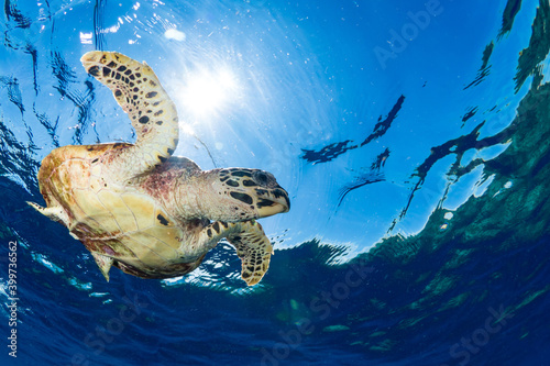 Hawksbill sea turtle swimming in the shallow water above coral reef  photo