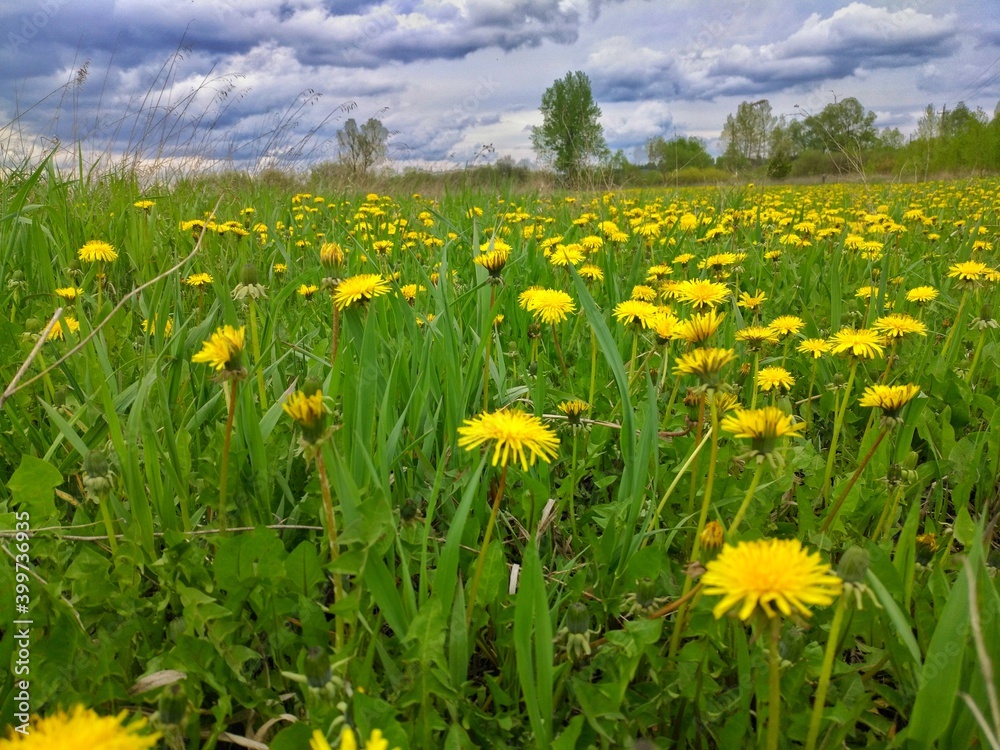 dandelions on a meadow dandelions on a meadow