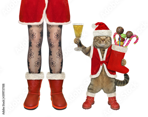 A beige cat in Santa Claus costume stands at female legs for Christmas. White background. Isolated. © iridi66