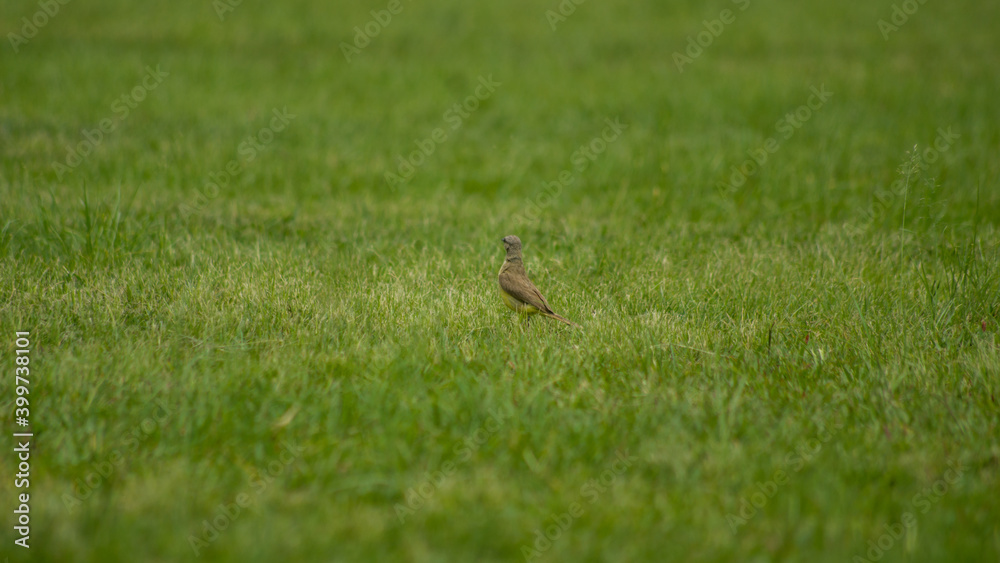 wild bird on the grass wild bird on the grass