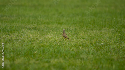 wild bird on the grass