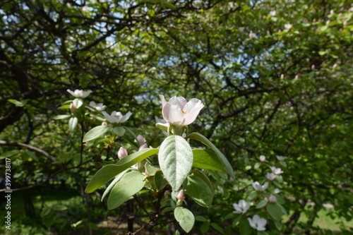 Fototapeta Naklejka Na Ścianę i Meble -  Not fully opened white flower of quince in May