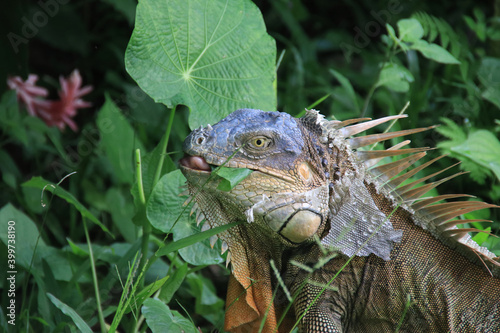 brown iguana eating plants with green plants behind costa rica © Africa2008