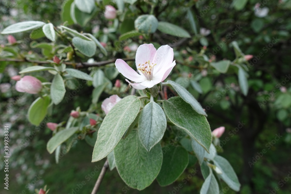 One pinkish white flower of quince in May One pinkish white flower of quince in May