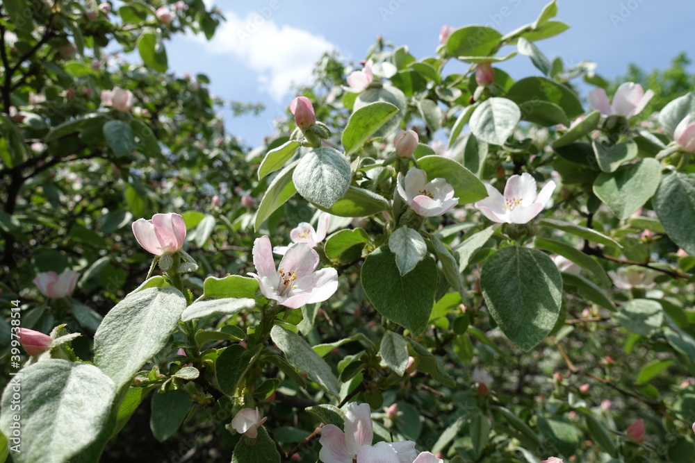 Pastel pink flowers and buds in the leafage of quince tree against blue sky Pastel pink flowers and buds in the leafage of quince tree against blue sky
