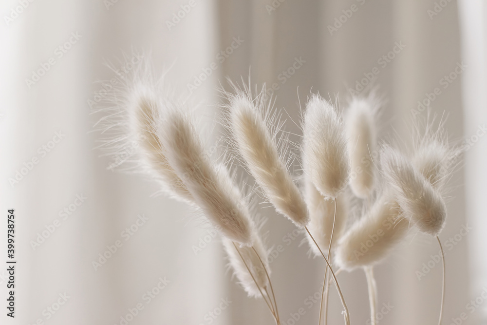 Close-up of beautiful creamy dry grass bouquet. Bunny tail, Lagurus ovatus plant against soft blurred beige curtain background. Selective focus. Floral home decoration. - obrazy, fototapety, plakaty 