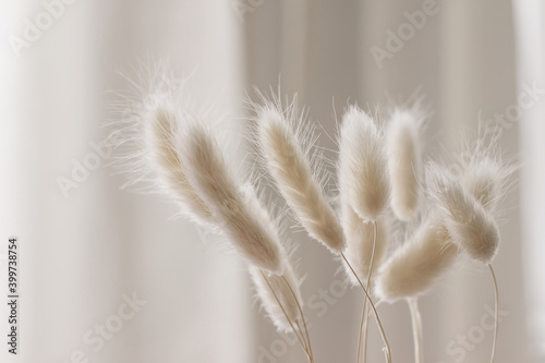 Fotografie, Obraz Close-up of beautiful creamy dry grass bouquet