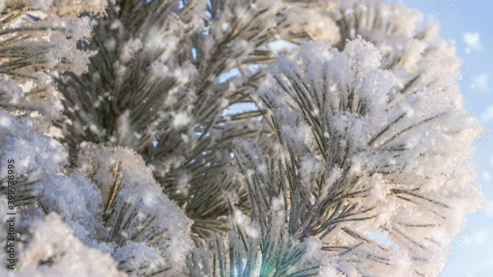 Soft snowfall in the winter snowy forest. Beautiful winter landscape, pine branch in the snow Soft snowfall in the winter snowy forest. Beautiful winter landscape, pine branch in the snow