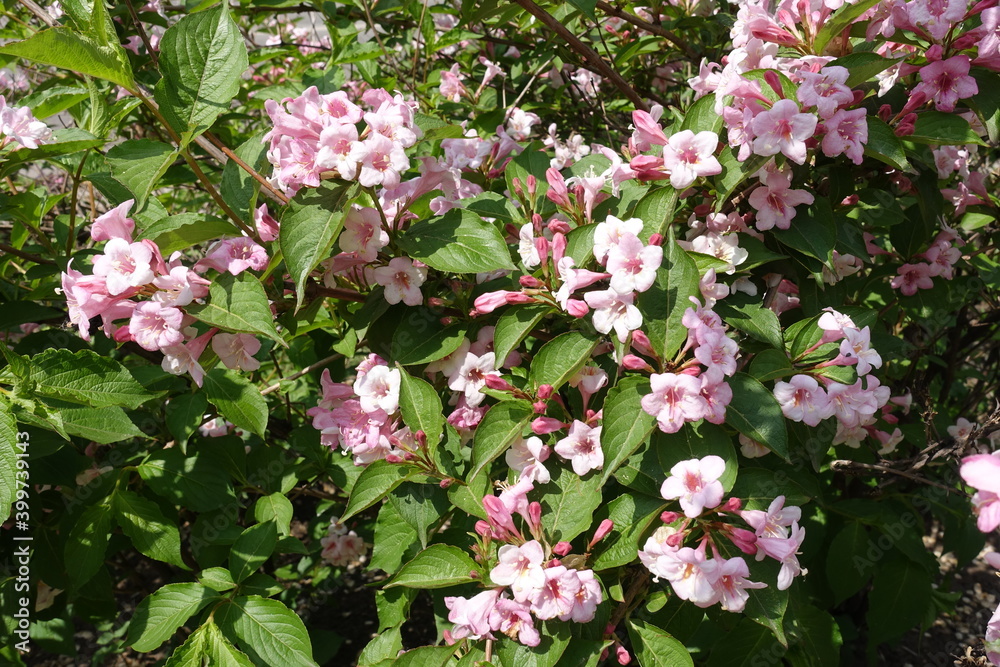 Obraz premium Numerous pink flowers of Weigela florida in mid May