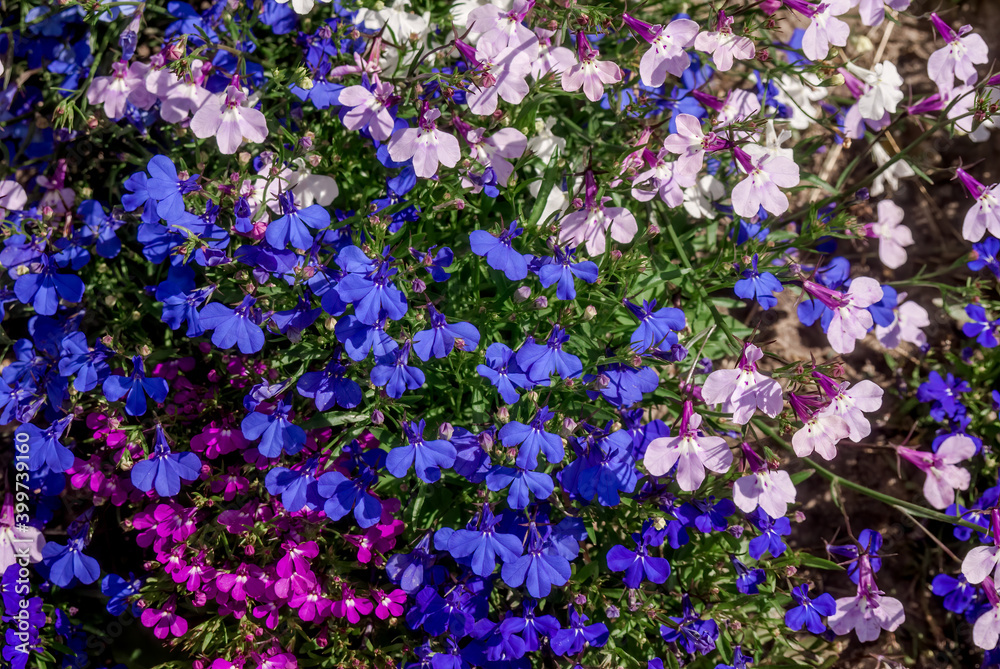 Edging Lobelia (Lobelia erinus) in garden Edging Lobelia (Lobelia erinus) in garden