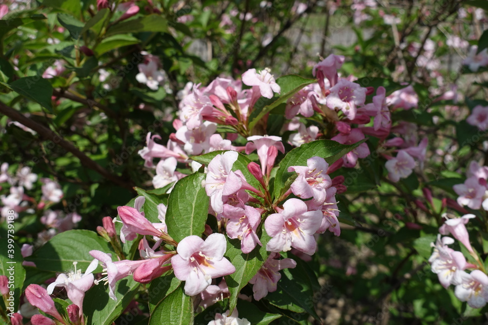 Opened pink flowers and buds of Weigela florida in mid May