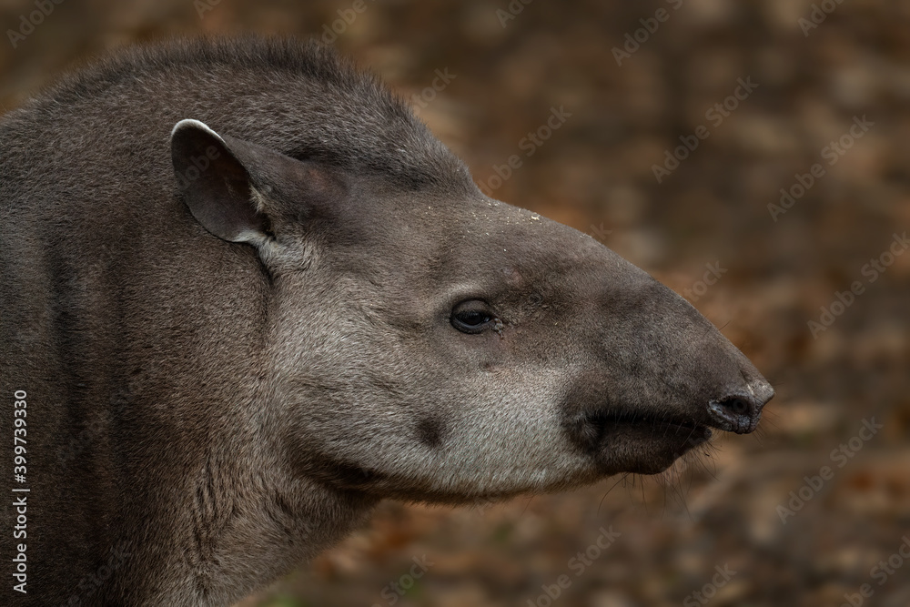 Fototapeta premium South American Tapir - Tapirus terrestris, large shy mammal from South American forests and bushes, Ecuador.