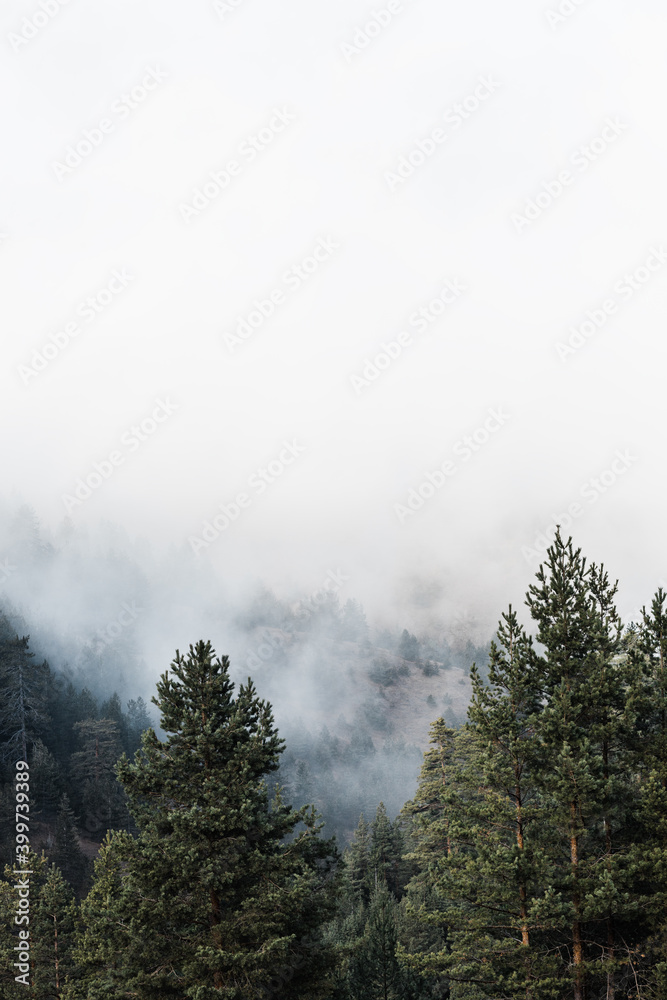 Mountain pine trees in the fog