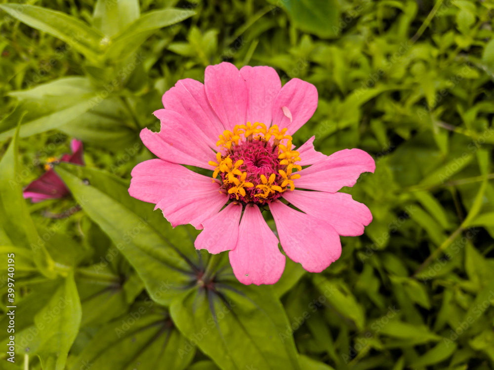 Obraz premium Wild dahlias