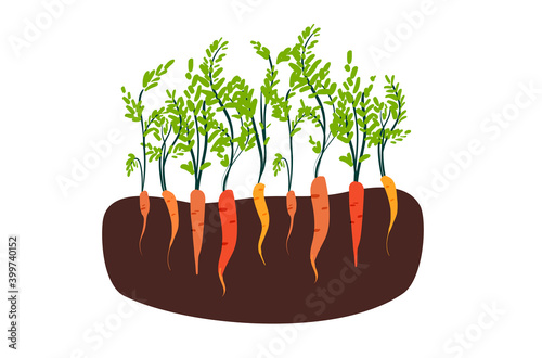 Carrots field cartoon illustration. Seasonal farming hand drawn doodle banner design. Cultivation crops, veggies printing card