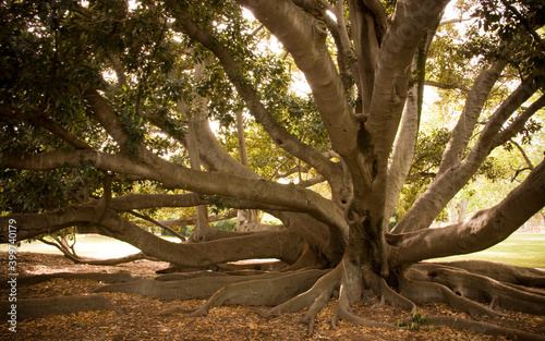 Large tree branches and roots