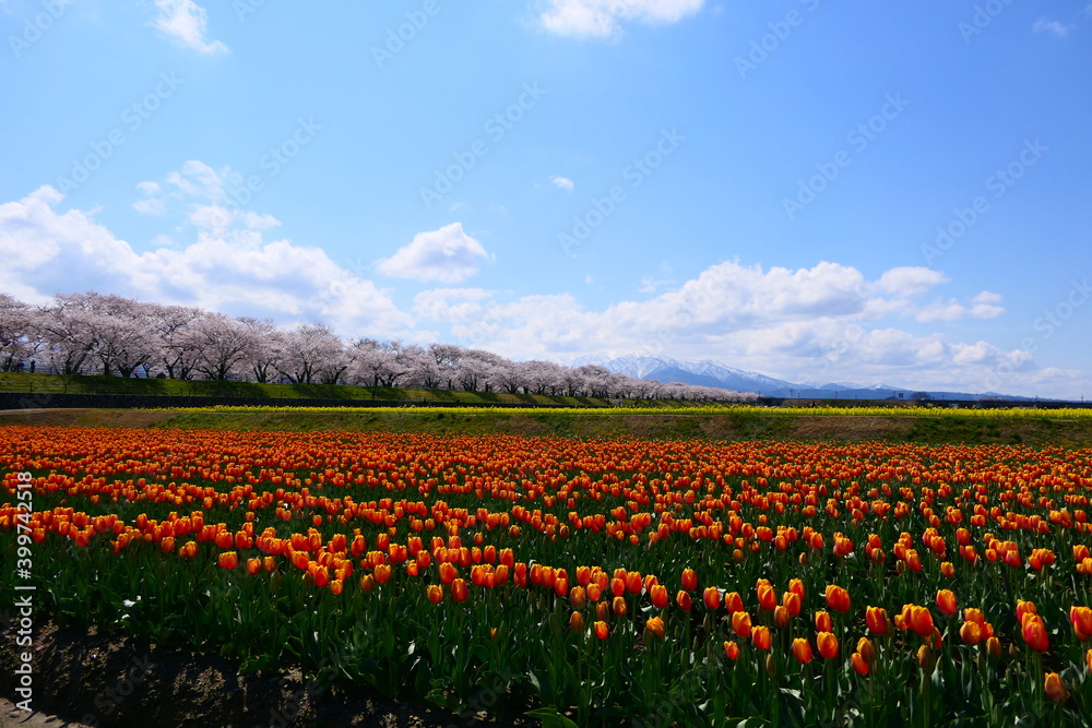 日本の春、舟川べり春の４重奏。朝日、富山、日本。４月中旬。