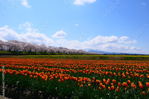 日本の春、舟川べり春の４重奏。朝日、富山、日本。４月中旬。 © 義美 前田
