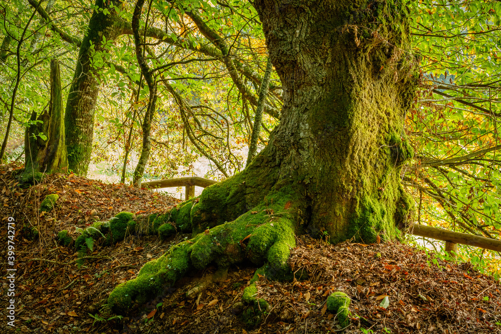 Viejo roble en bosque centenario