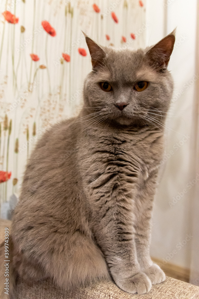 Beautiful gray cat with tassels on the ears sits on the edge of the sofa