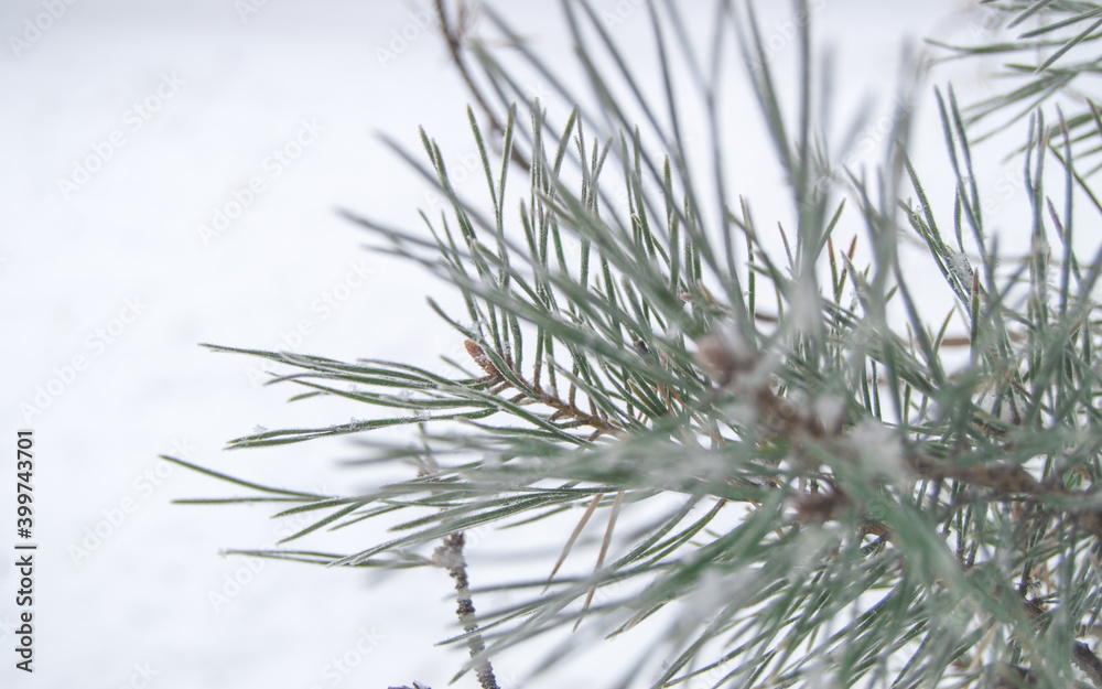 Close-up of snow and frost on pine needles, selective focus, winter background Close-up of snow and frost on pine needles, selective focus, winter background