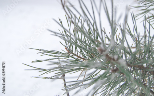 Close-up of snow and frost on pine needles  selective focus  winter background