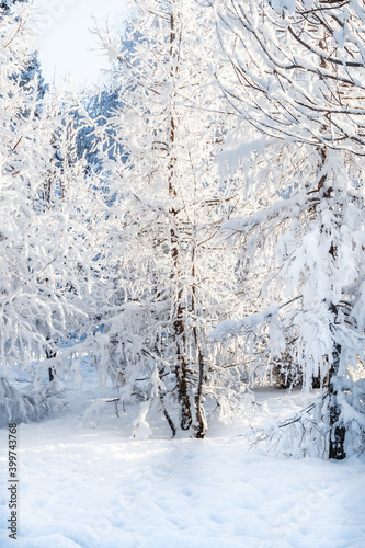 Gorgeous white, snow-covered trees and sunshine on a frosty day.
Winter snowy forest view scene. Defocusing for the background.
