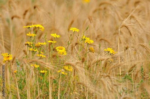 Blühendes Getreidefeld auf Usedom - Blooming grain field on Usedom