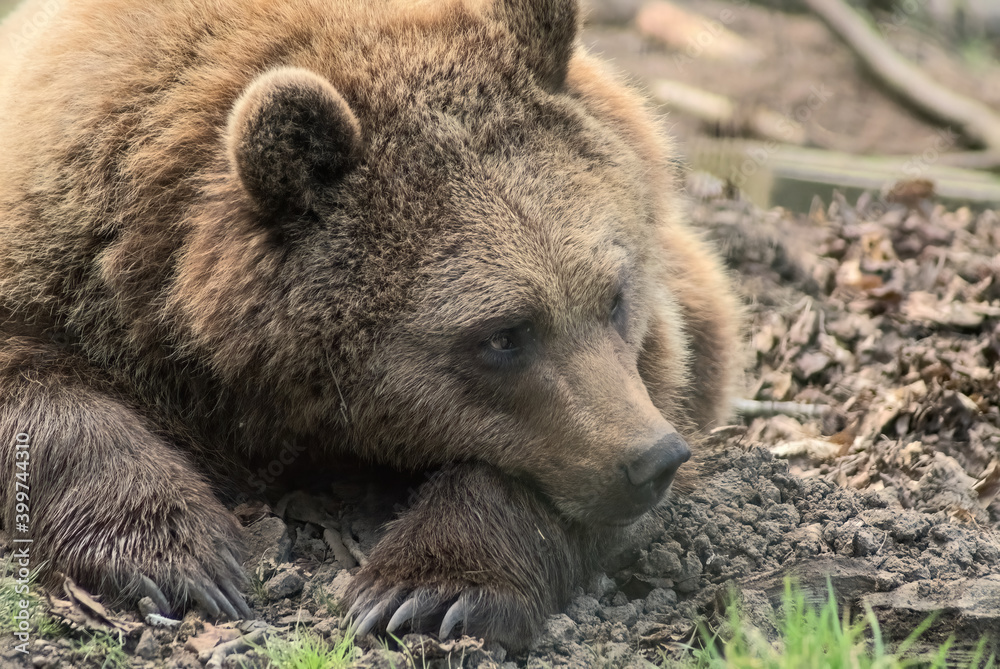 Brown bear head on arms resting Brown bear head on arms resting