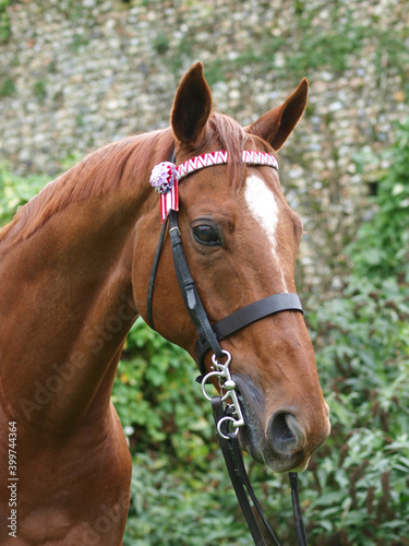 Ex Racehorse Headshot