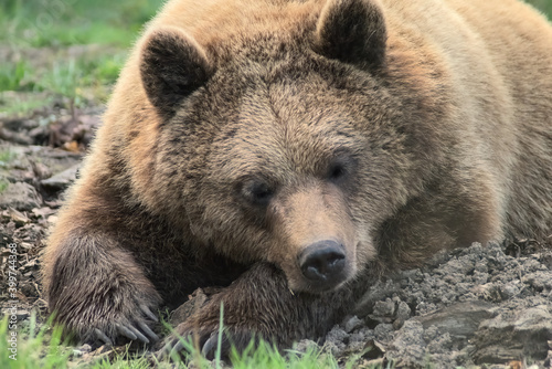 Brown bear head on arms sleeping