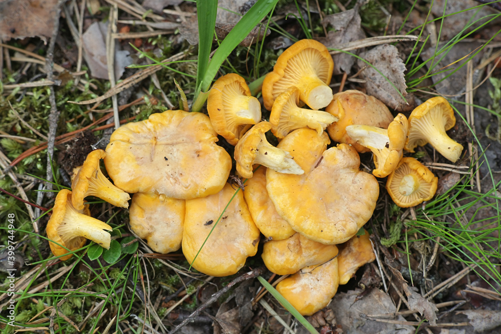 Cantharellus cibarius, known as chanterelle or golden chanterelle, wild edible mushroom from Finland