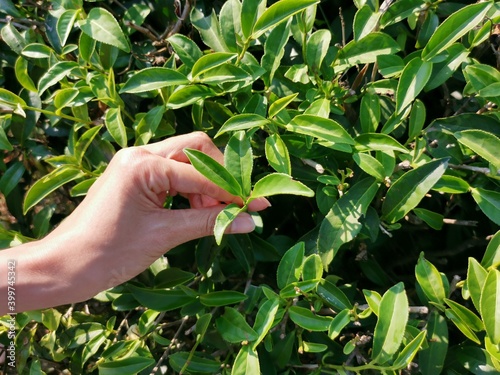 Close up keep tea leaves