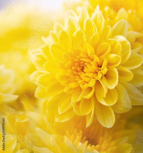 Soft focus of blossom of yellow mums or chrysanthemum flowers.Macro photography with very shallow depth of field composition square format.