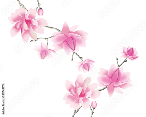 Flowers and branches of magnolia on a white background. Illustration.