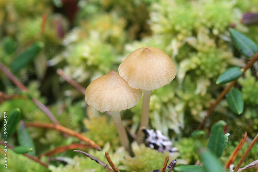Fototapeta premium Sphagnomphalia brevibasidiata, also called Gyroflexus brevibasidiatus, wild mushroom growing on bogs in Finland
