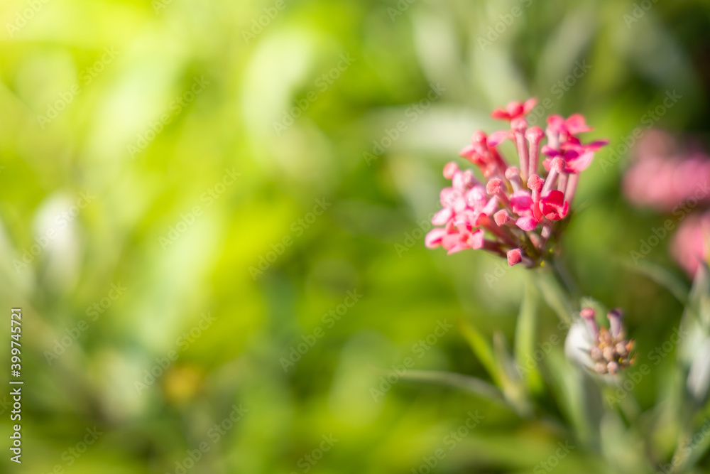 The background image of the colorful flowers The background image of the colorful flowers