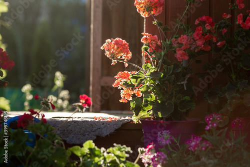 a beautiful red geranium flower stands on the porch illuminated by the sun