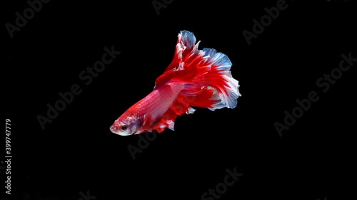 Siamese fighting fish (Betta splendens) photo