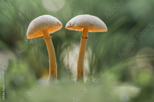 Beautiful Mushrooms between wildgrasses